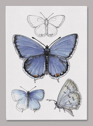 Eastern Tailed-Blue Butterfly 5x7 inch Canvas displaying sketched & colorfully illustrated Butterflies