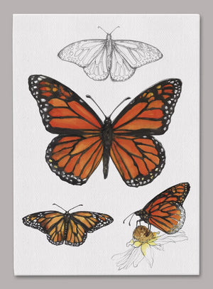 Monarch Butterfly 5x7 inch Canvas displaying sketched & colorfully illustrated Monarch Butterflies