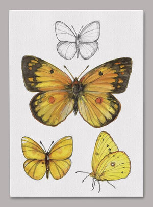 Orange Sulphur Butterfly 5x7 inch Canvas displaying sketched & colorfully illustrated Orange Sulphur Butterflies