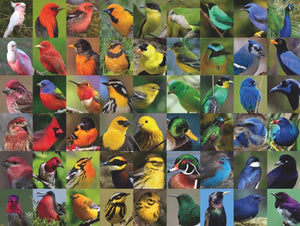 Rainbow of Birds Puzzle with Poster