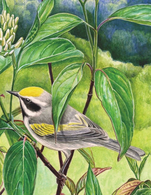 Golden-Winged Warbler 100 Piece Mini Puzzle