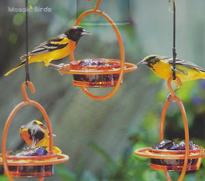Mosaic Birds Hummble Bold Bird Feeder with Glass Dish - Orange