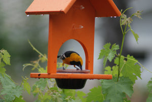 Fruit and Jelly Oriole Feeder