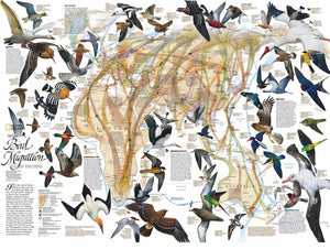 National Geographic Migratory Map included in the Eastern Bird Migration 1000 Piece Puzzle