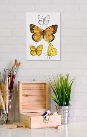 Orange Sulphur Butterfly 5x7 Canvas Wall Art displayed hanging on the wall