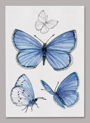 Spring Azure Butterfly 5x7 inch Canvas displaying sketched & colorfully illustrated Spring Azure Butterflies