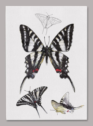Zebra Swallowtail Butterfly 5x7 inch Canvas displaying sketched & colorfully illustrated Zebra Swallowtail Butterflies