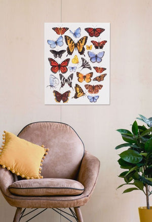 Butterfly Study 16x20 Canvas Wall Art displayed hanging on wall