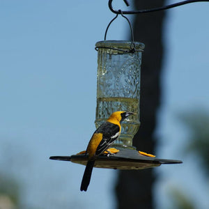 Vintage Bottle Oriole Feeder 20 oz displayed with Hooded Oriole feeding at it