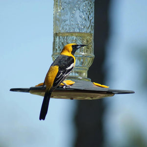 Zoomed in image of the Vintage Bottle Oriole Feeder displayed with a Hooded Oriole feeding at it