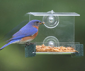 Mini Clear Window Feeder with Green Perches - model # 	SE536