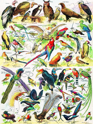 Birds - Oiseaux 1000 Piece Puzzle