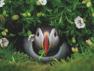 National Geographic Photography featured on the Puffin Chick 1000 Piece Puzzle