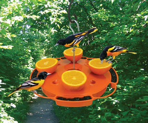 Ultimate Fruit, Jelly & Nectar Oriole Feeder displayed with Baltimore Orioles feeding on it